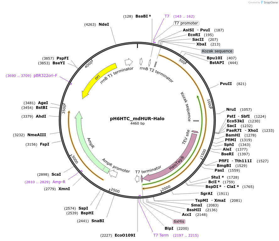 175312-plasmid-map-sequence-id-345493