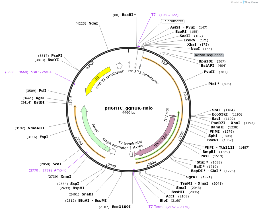 175313-plasmid-map-sequence-id-345494