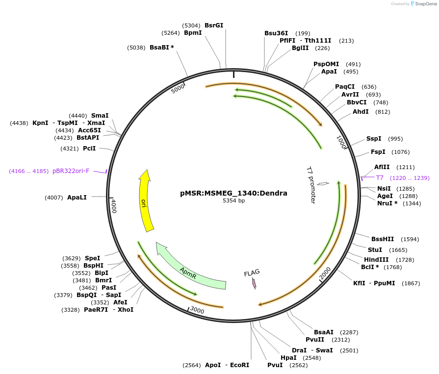 174994-plasmid-map-sequence-id-345498