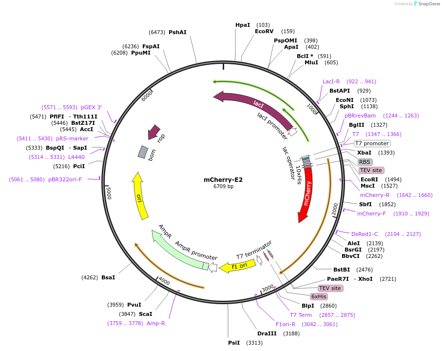 175242-plasmid-map-sequence-id-345501