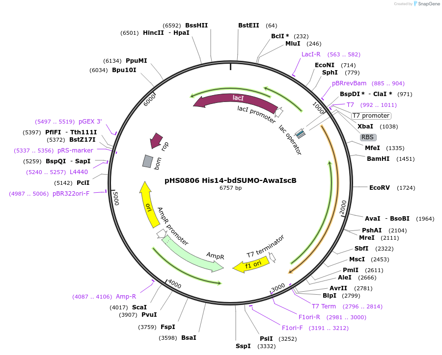 176539-plasmid-map-sequence-id-345506
