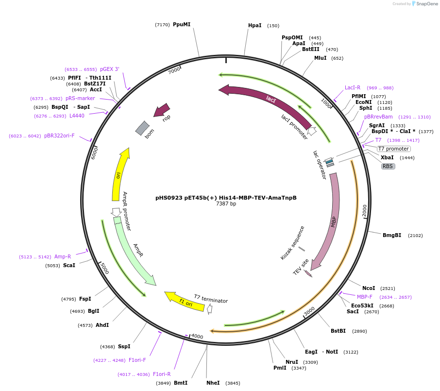 176587-plasmid-map-sequence-id-345507