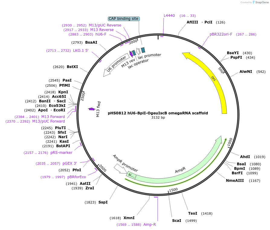 176541-plasmid-map-sequence-id-345513