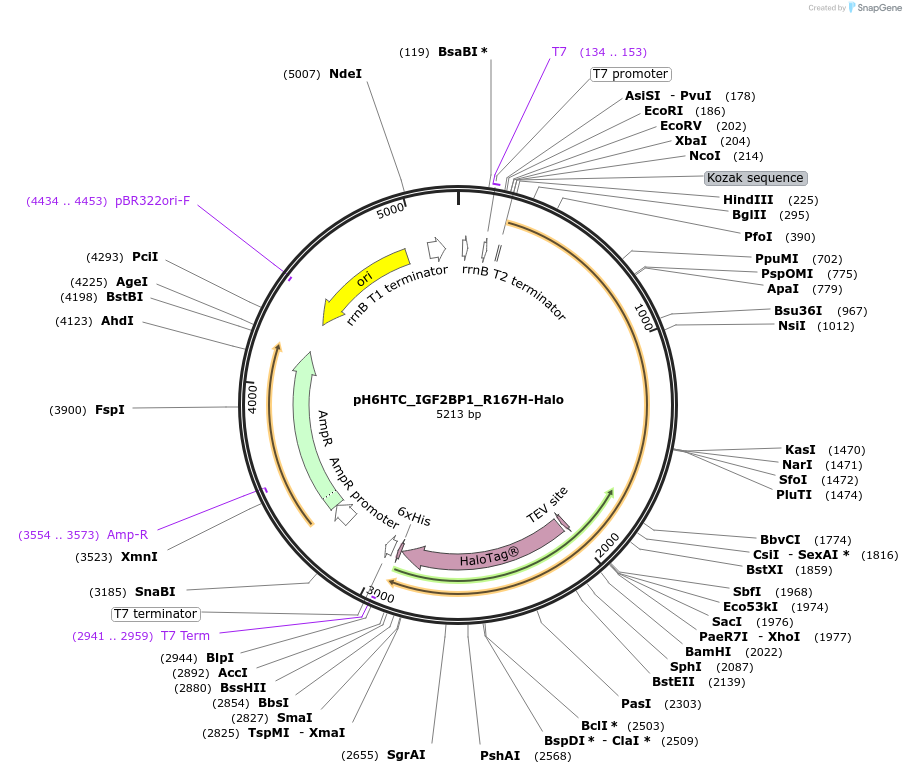 175317-plasmid-map-sequence-id-345514
