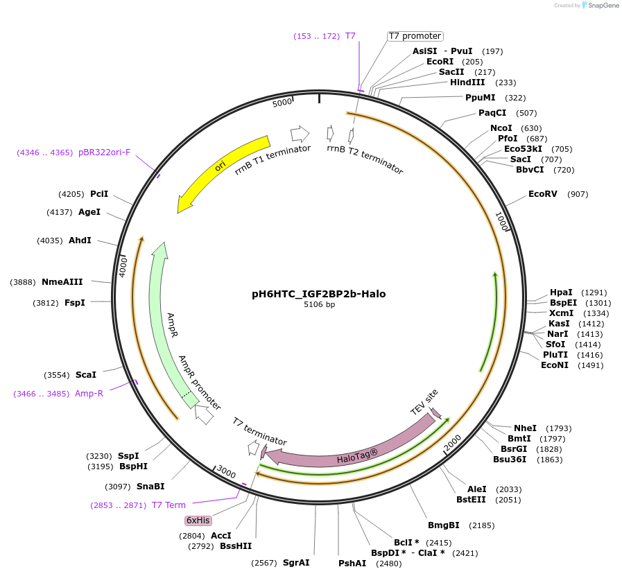175318-plasmid-map-sequence-id-345518