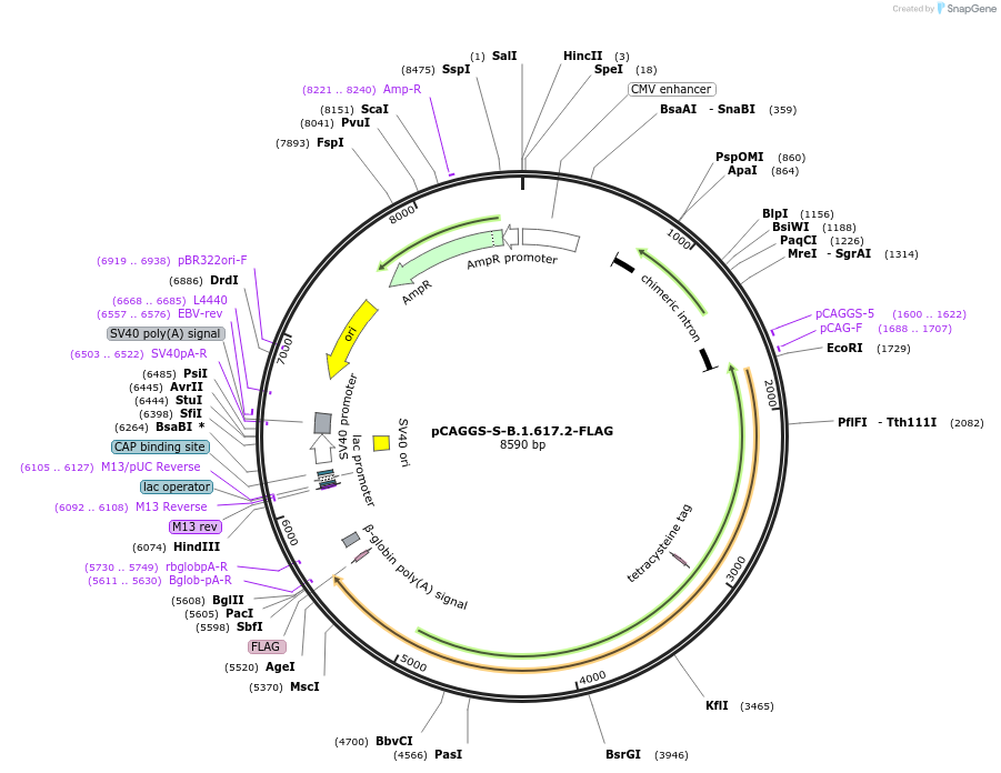 177097-plasmid-map-sequence-id-345527