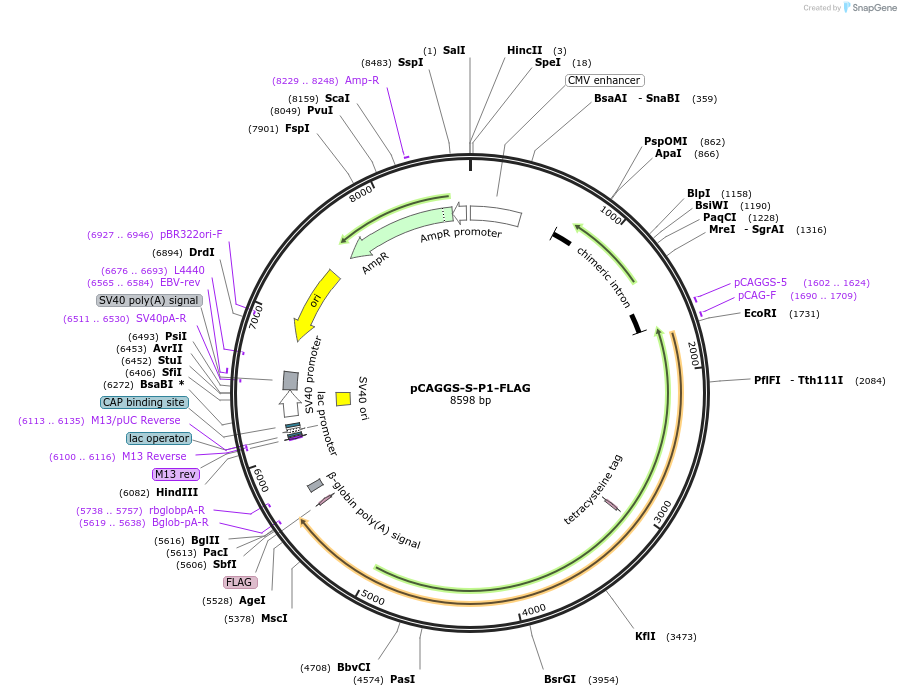 177095-plasmid-map-sequence-id-345528