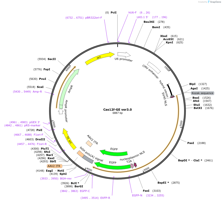 176508-plasmid-map-sequence-id-345529