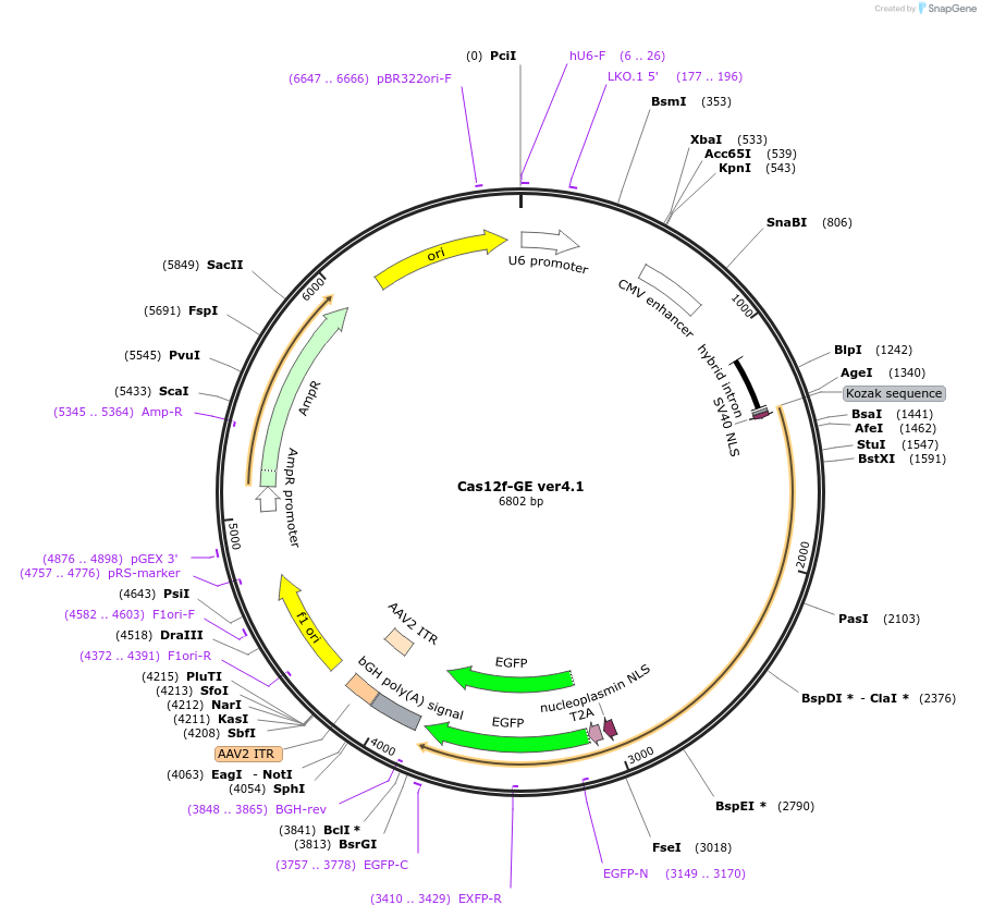 176544-plasmid-map-sequence-id-345530