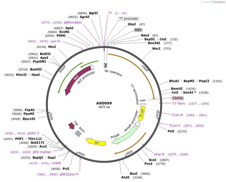 163206-plasmid-map-sequence-id-345535