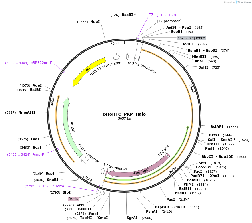 175321-plasmid-map-sequence-id-345555