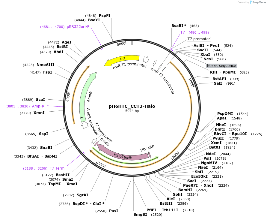 175322-plasmid-map-sequence-id-345557