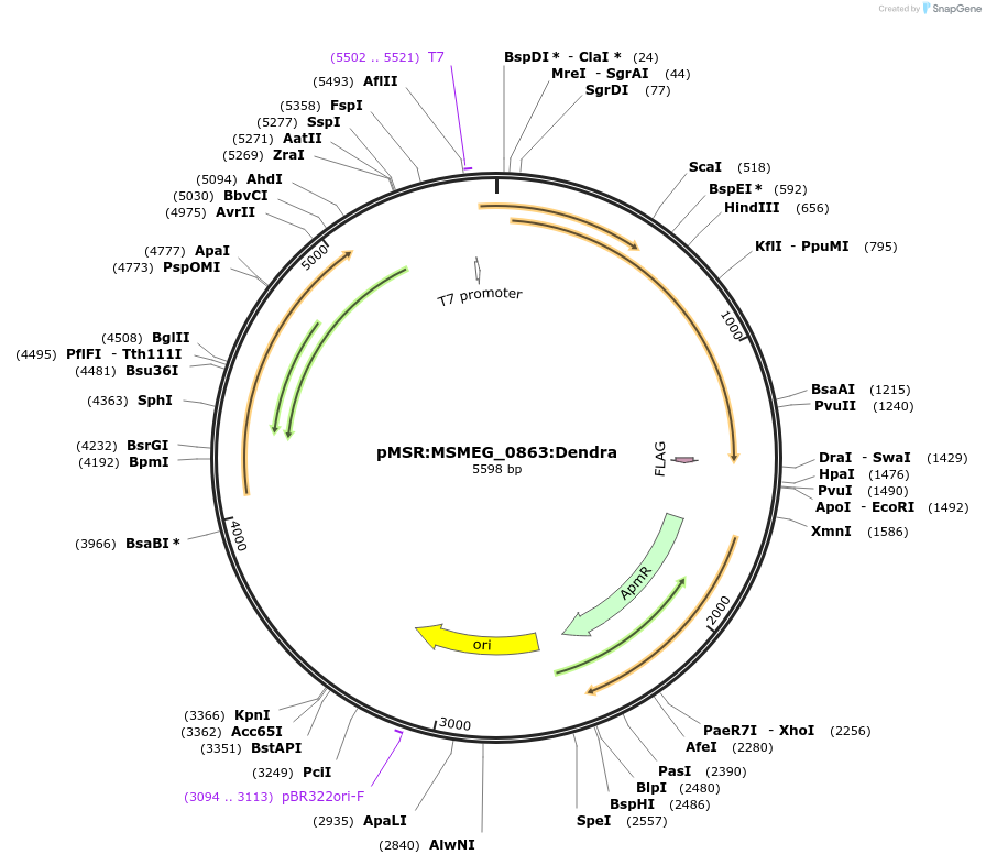 174925-plasmid-map-sequence-id-345586
