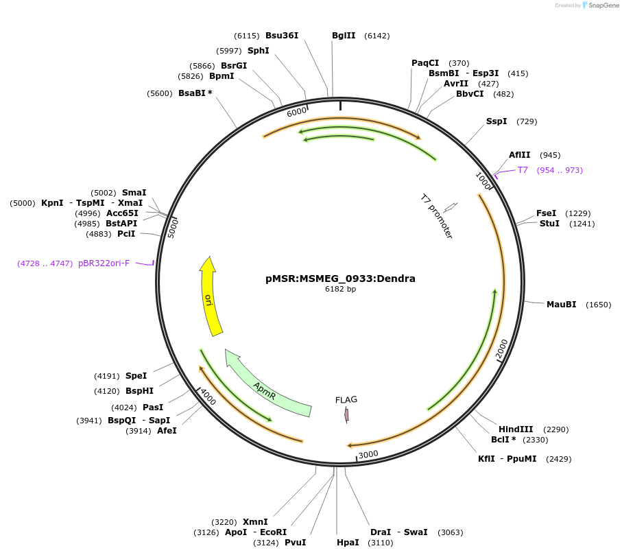 174941-plasmid-map-sequence-id-345589