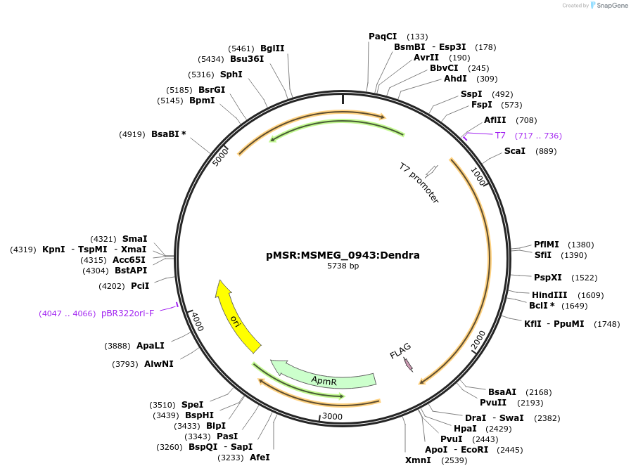 174949-plasmid-map-sequence-id-345590