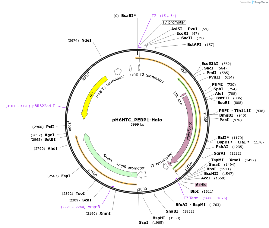 175333-plasmid-map-sequence-id-345591