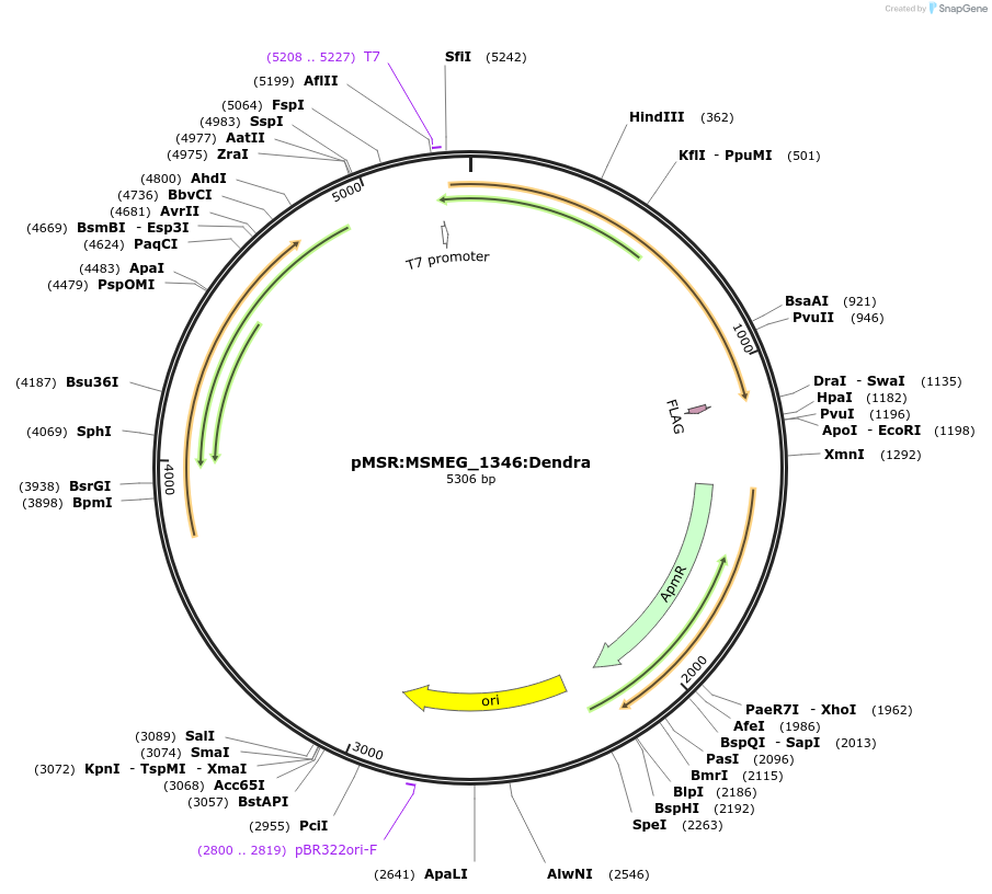 174997-plasmid-map-sequence-id-345595