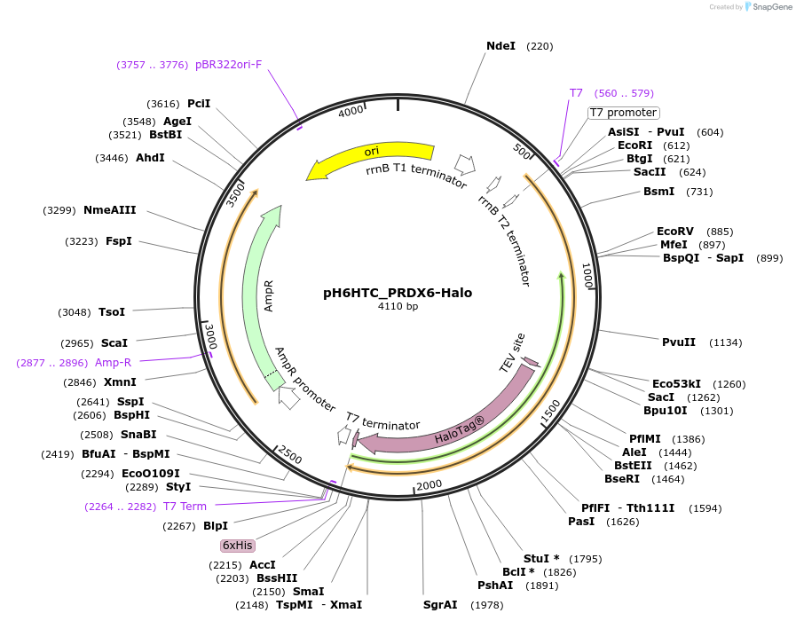 175338-plasmid-map-sequence-id-345601