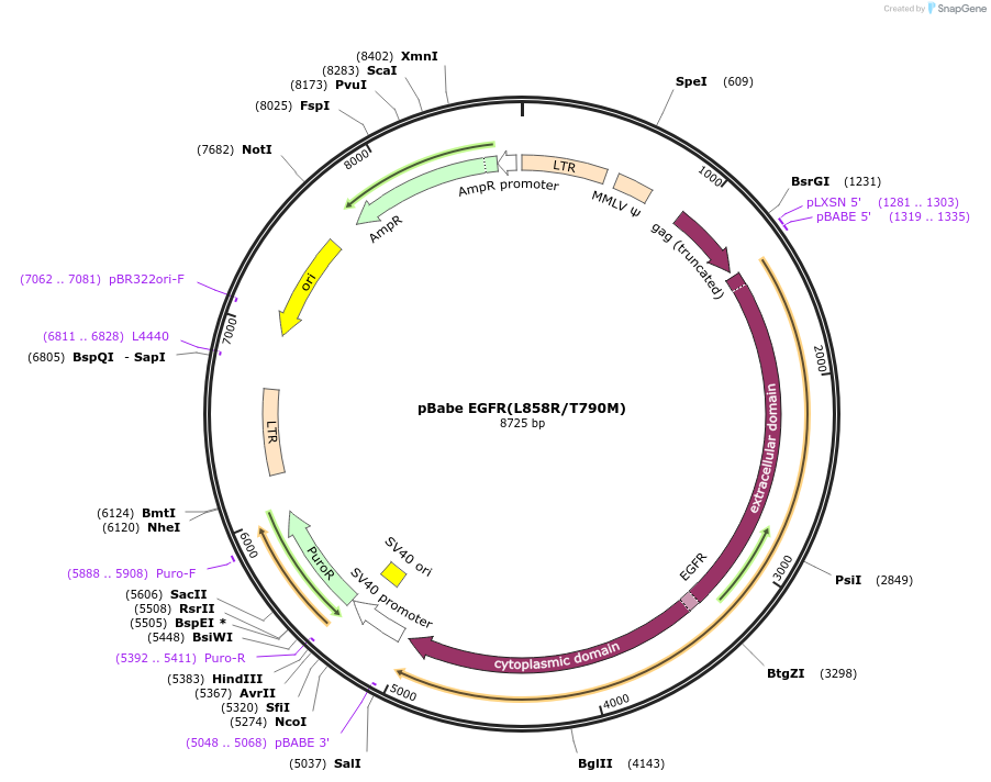 32073-plasmid-map-sequence-id-345603
