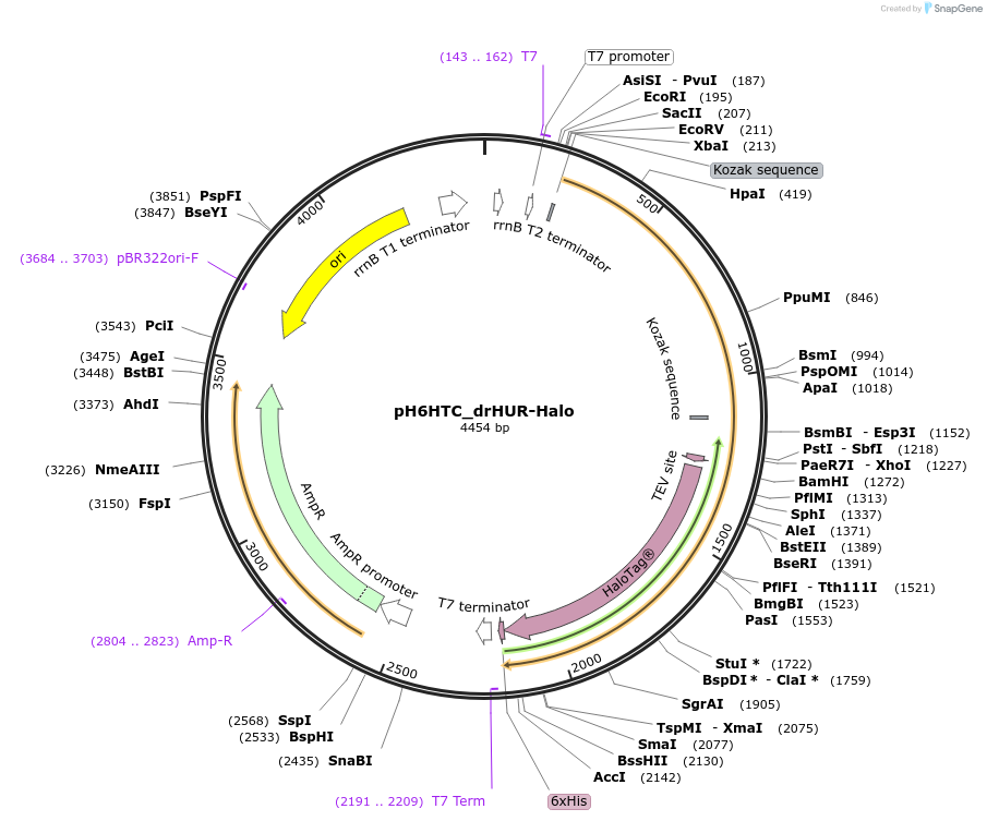 175315-plasmid-map-sequence-id-345608