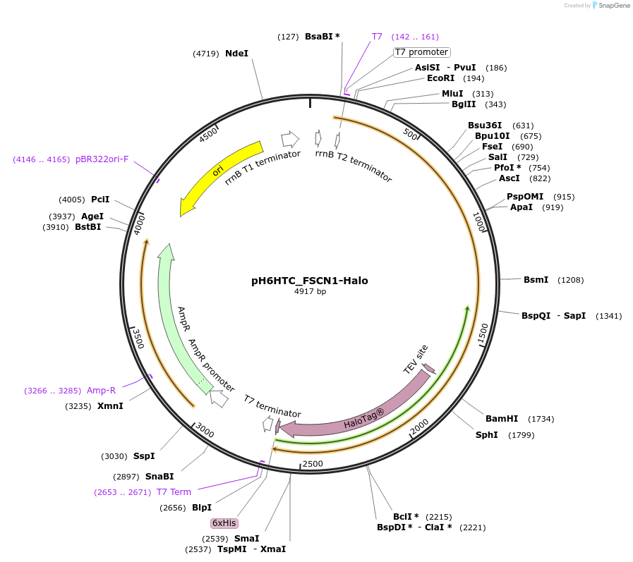 175343-plasmid-map-sequence-id-345609
