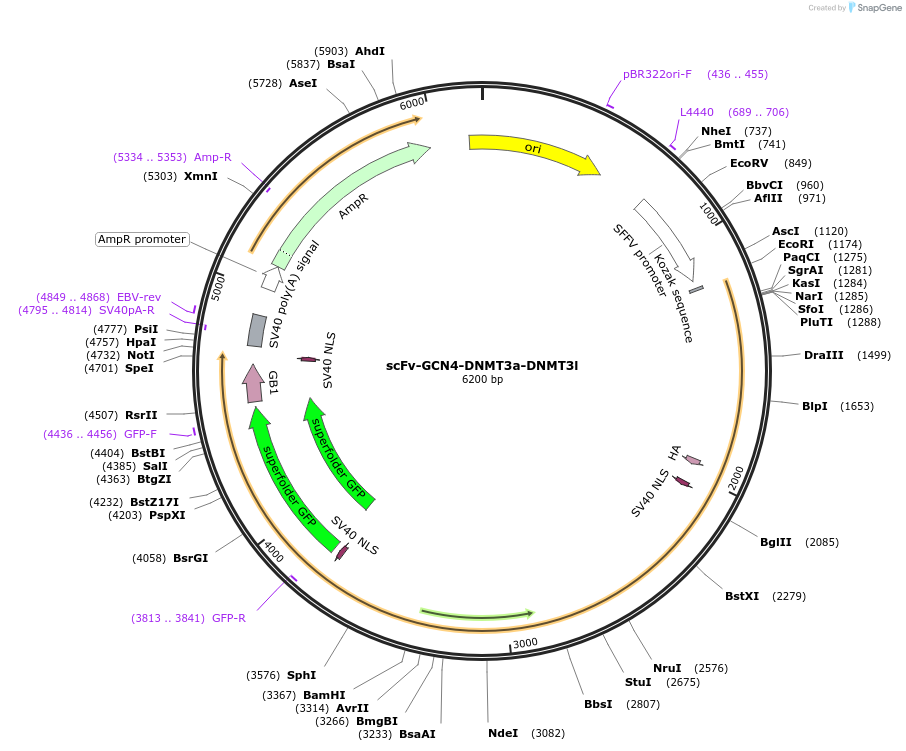 154140-plasmid-map-sequence-id-345614
