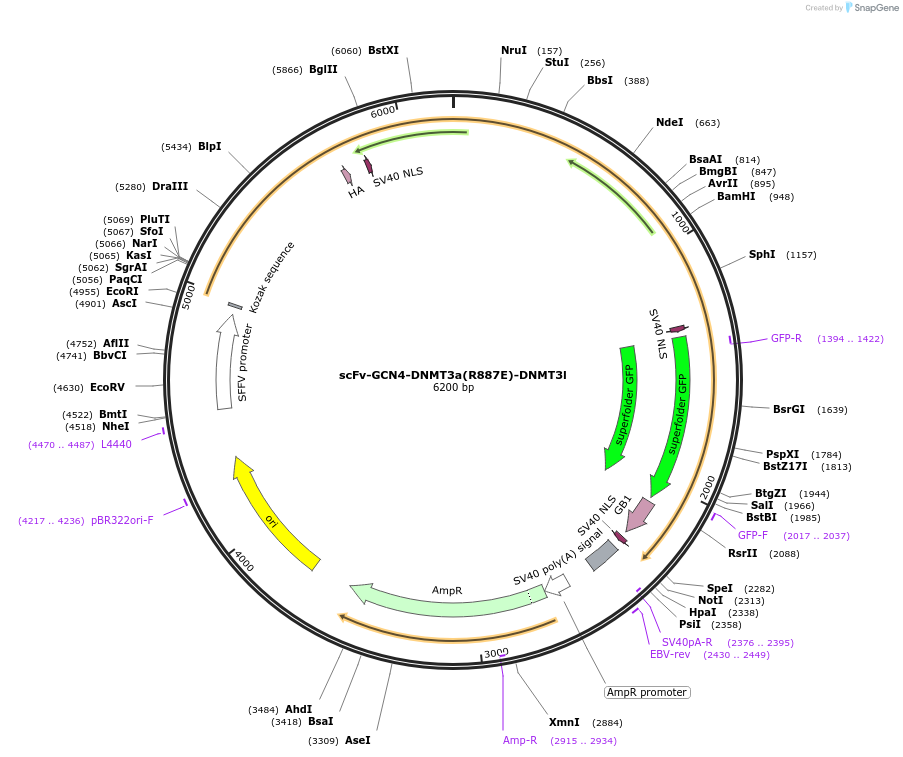 154141-plasmid-map-sequence-id-345617