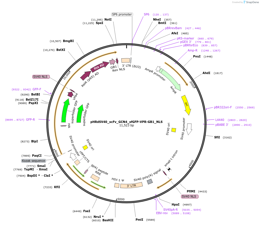 79373-plasmid-map-sequence-id-345620