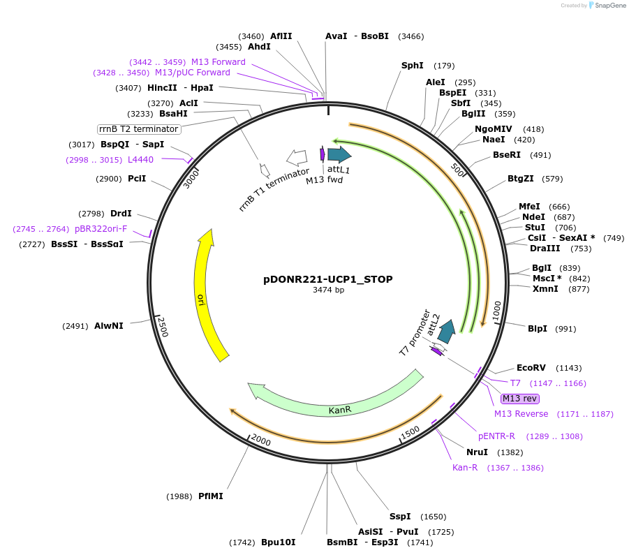 161440-plasmid-map-sequence-id-345622