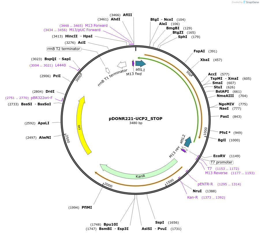 161452-plasmid-map-sequence-id-345624