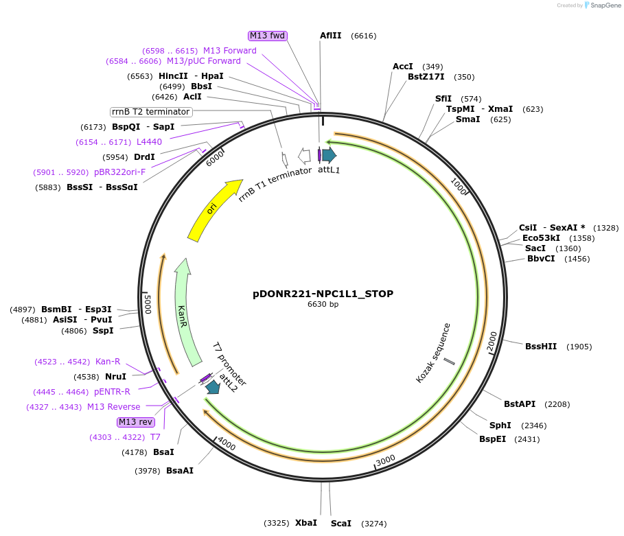 161469-plasmid-map-sequence-id-345626