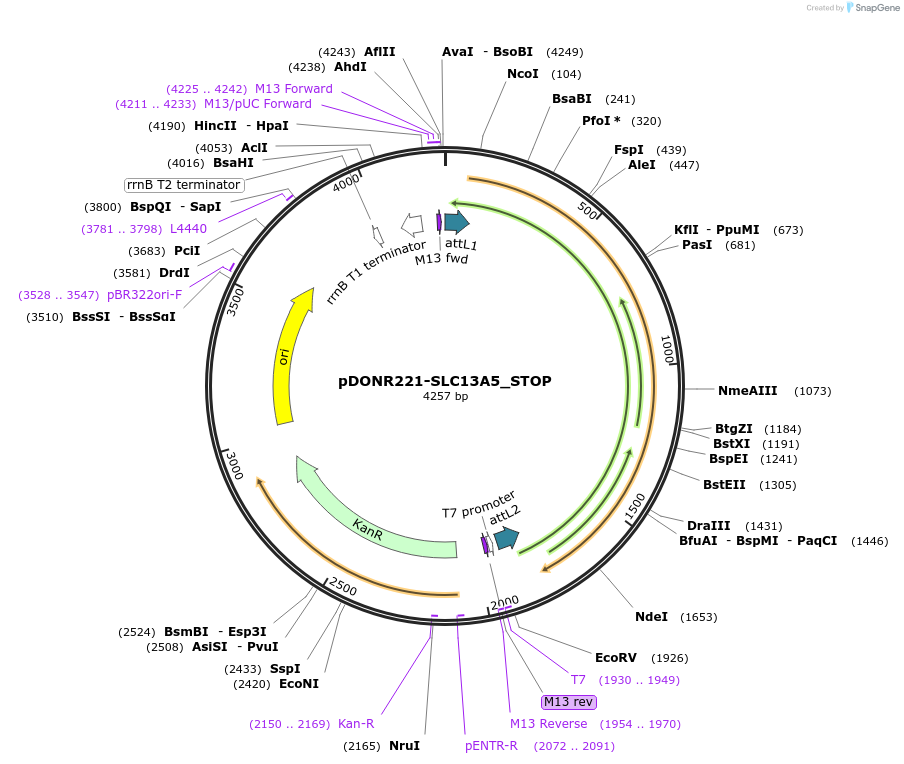161111-plasmid-map-sequence-id-345627