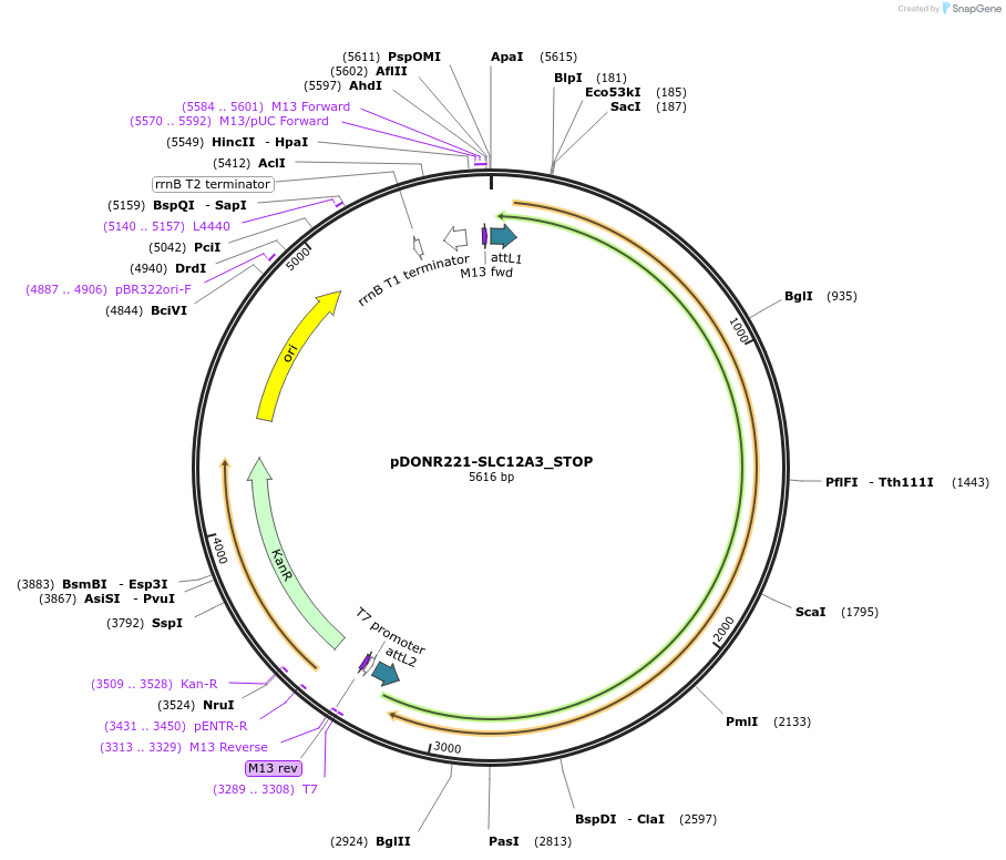 161086-plasmid-map-sequence-id-345629