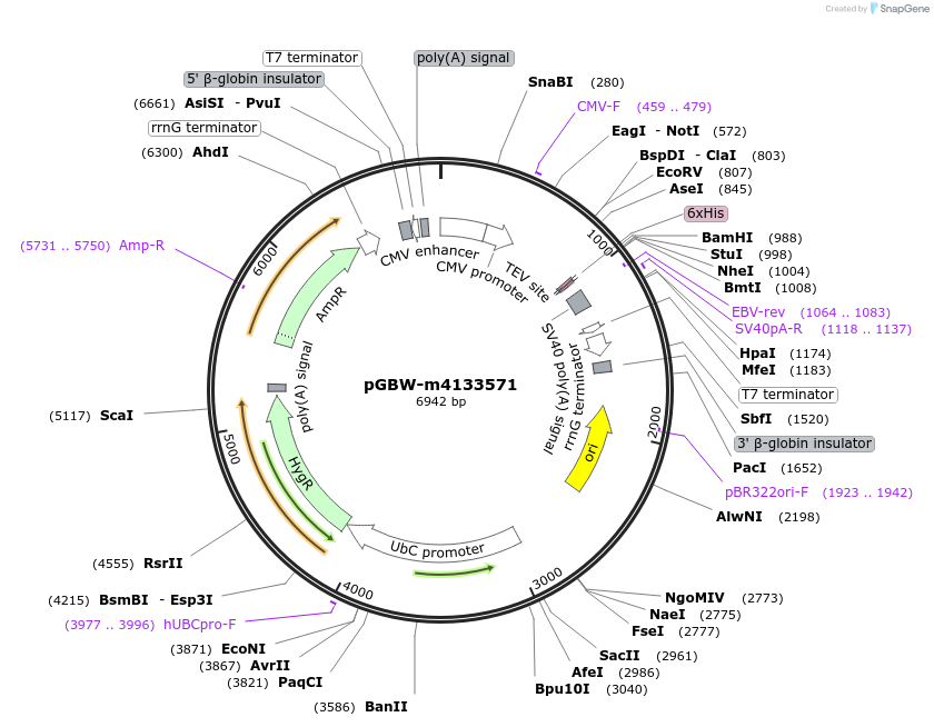 152848-plasmid-map-sequence-id-345632