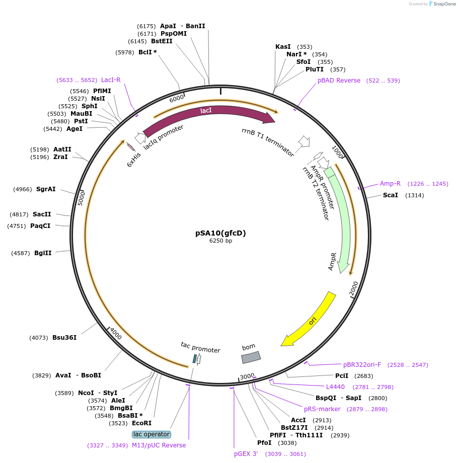 176191-plasmid-map-sequence-id-345638