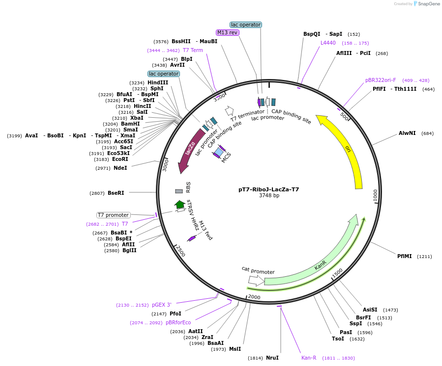 173224-plasmid-map-sequence-id-345639