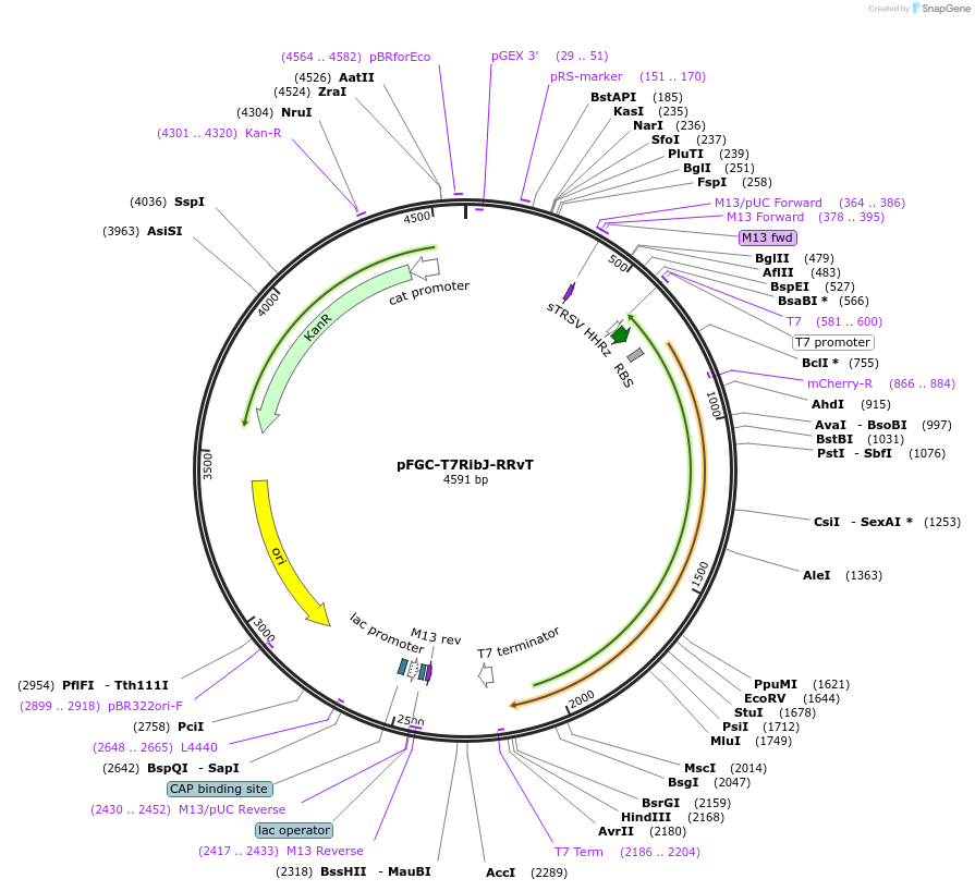 173226-plasmid-map-sequence-id-345641