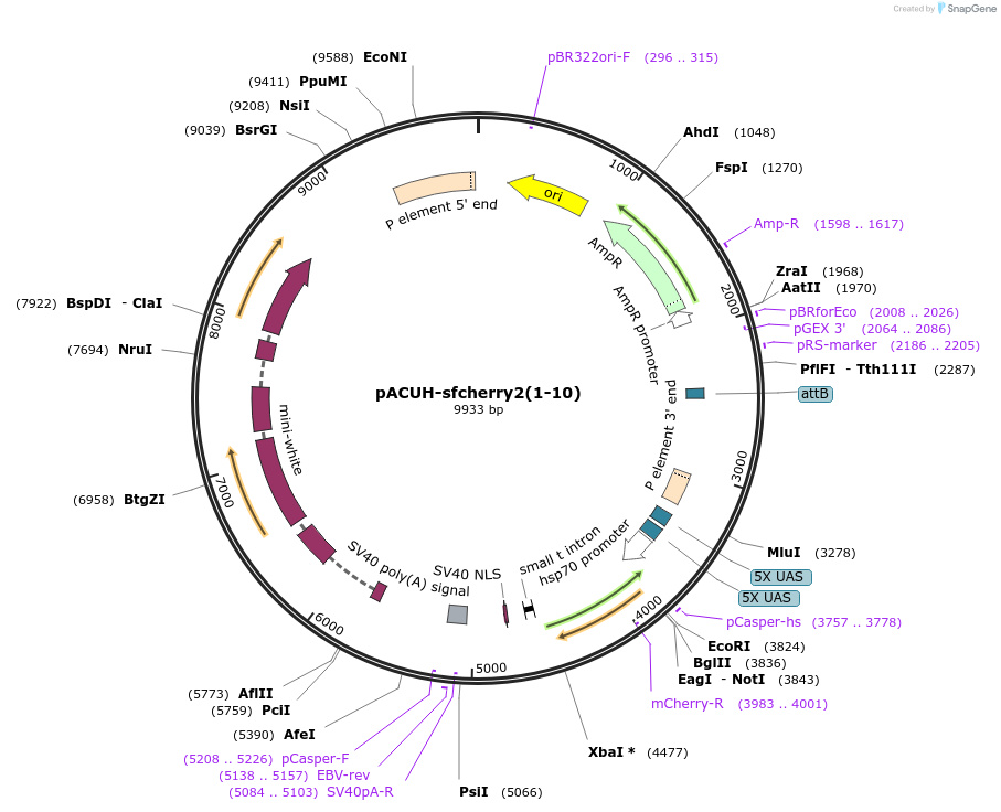172061-plasmid-map-sequence-id-345644