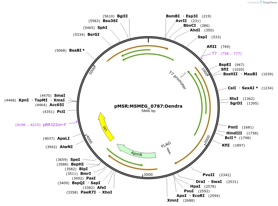 174915-plasmid-map-sequence-id-345646