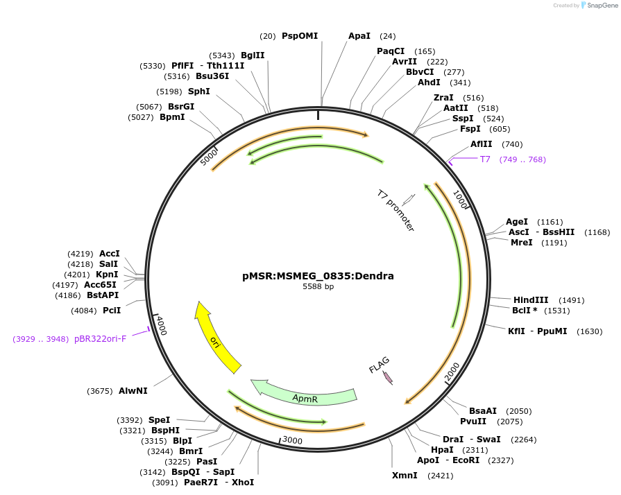 174923-plasmid-map-sequence-id-345647