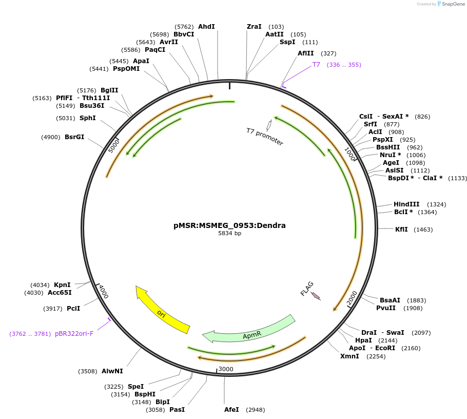 174955-plasmid-map-sequence-id-345651
