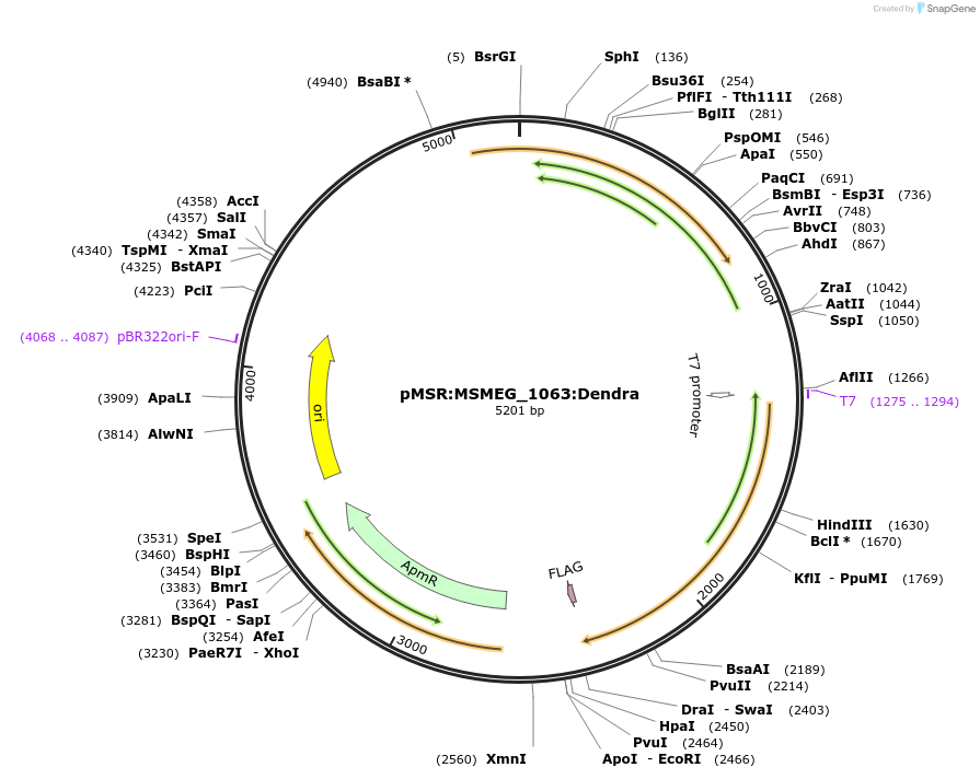 174979-plasmid-map-sequence-id-345653