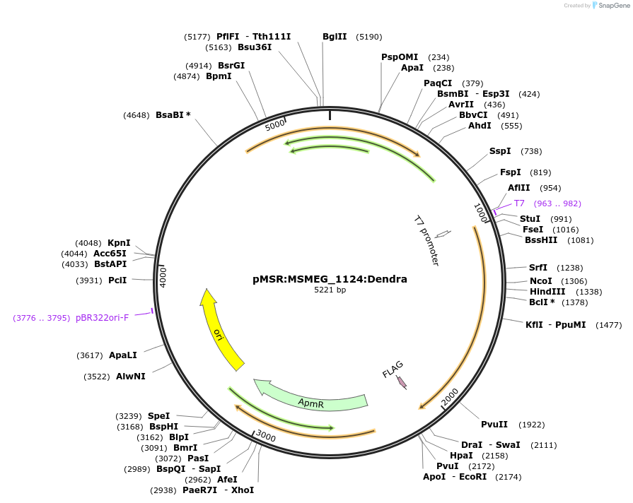 174987-plasmid-map-sequence-id-345661