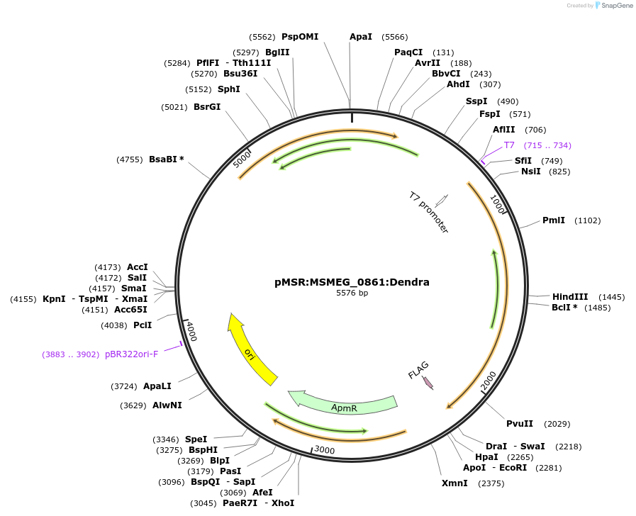 174924-plasmid-map-sequence-id-345667