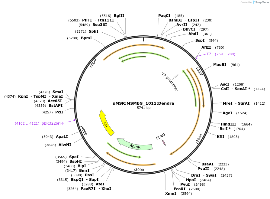 174966-plasmid-map-sequence-id-345672