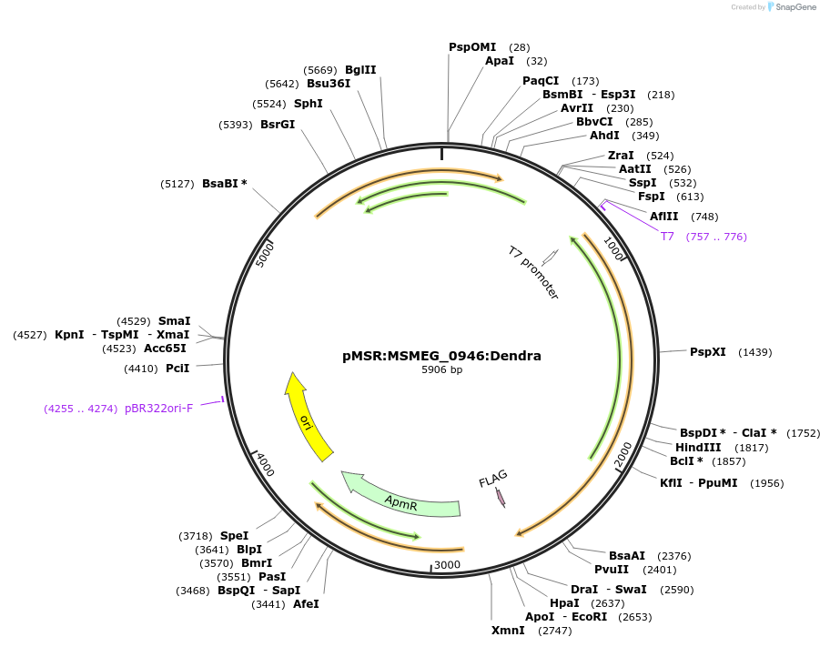 174950-plasmid-map-sequence-id-345675