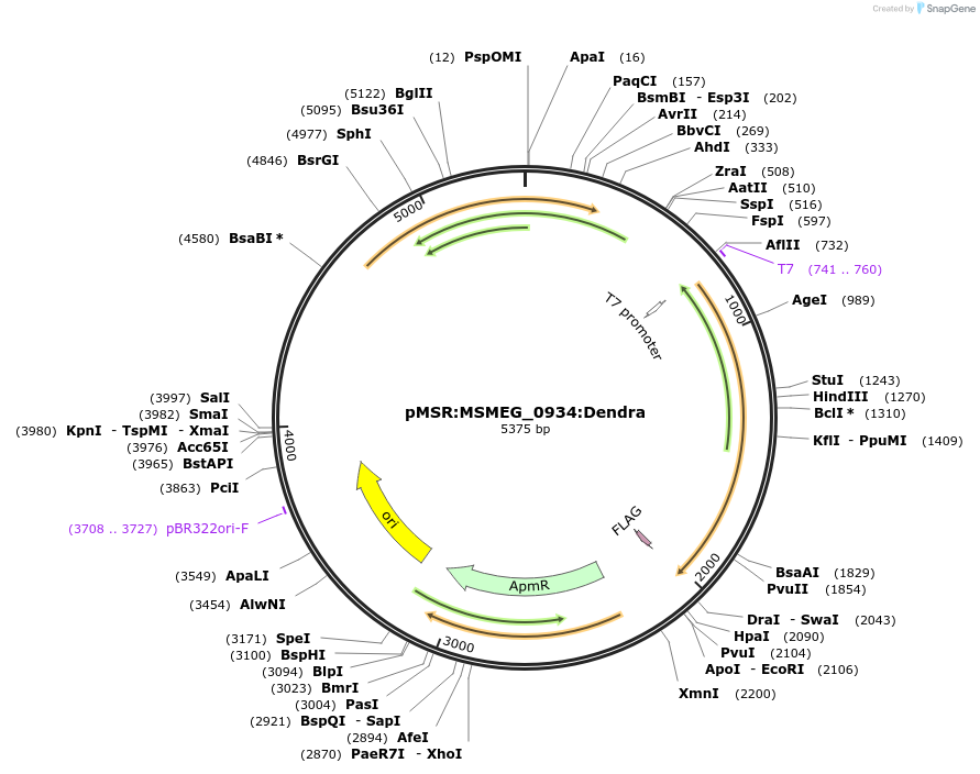 174942-plasmid-map-sequence-id-345676