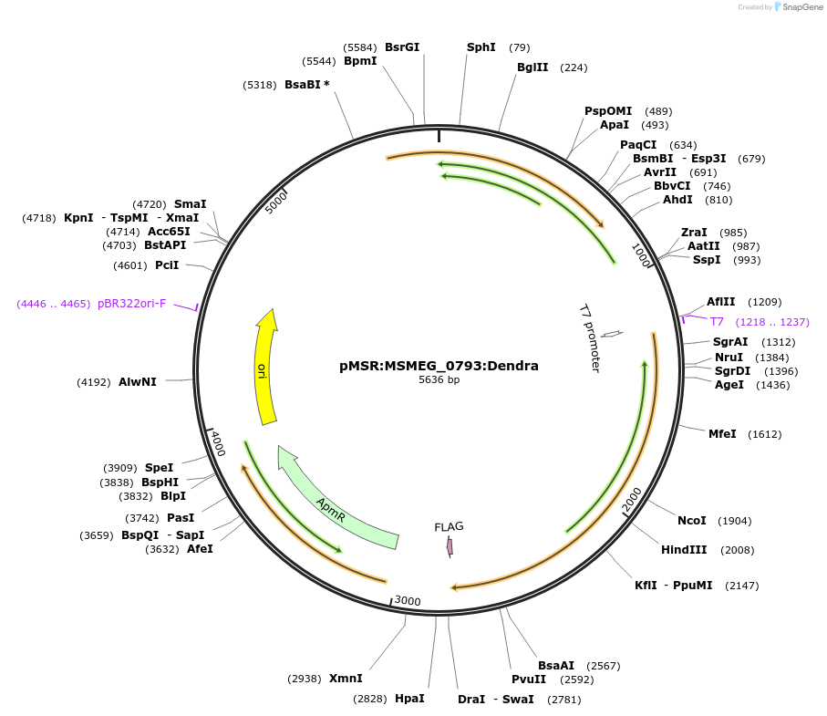 174918-plasmid-map-sequence-id-345680