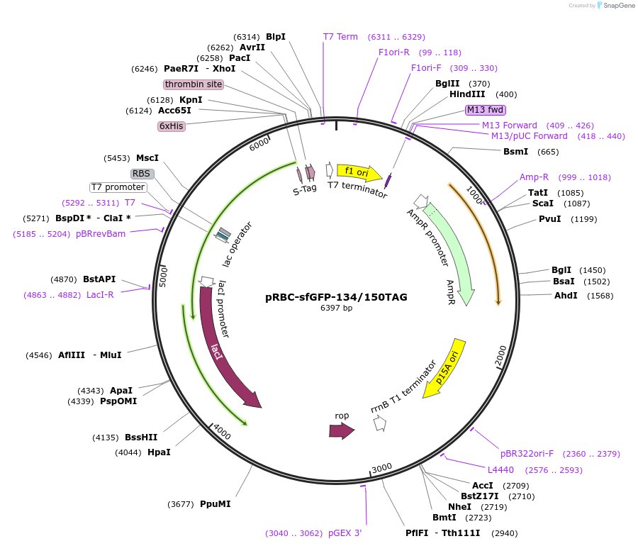 174077-plasmid-map-sequence-id-345699