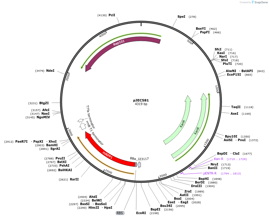 174369-plasmid-map-sequence-id-345702